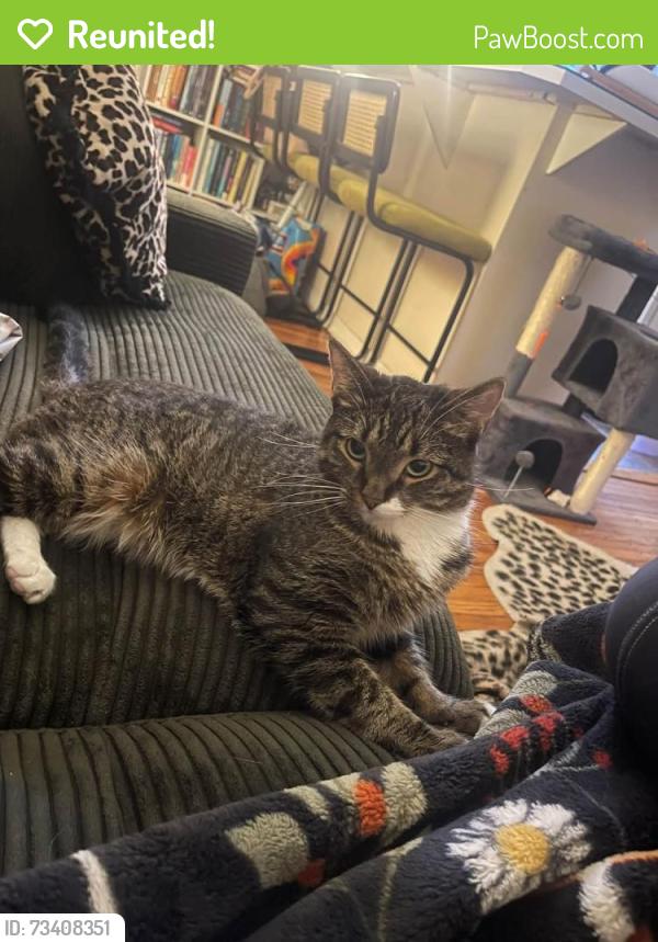 Reunited Female Cat last seen 20th and chestnut, Philadelphia, PA 19103