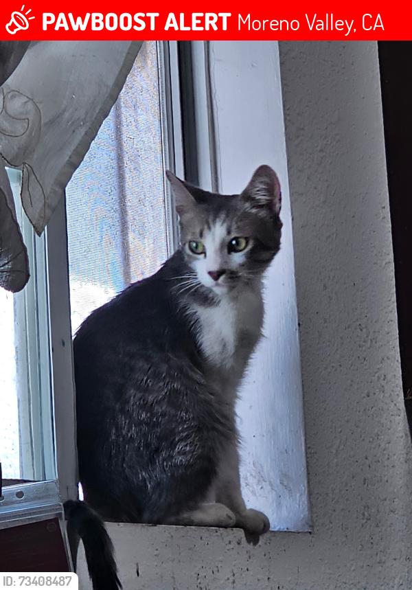 Lost Male Cat last seen Campground Rd, Moreno Valley, CA 92555 in campground #55, Moreno Valley, CA 92555