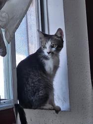 Lost Male Cat last seen Campground Rd, Moreno Valley, CA 92555 in campground #55, Moreno Valley, CA 92555