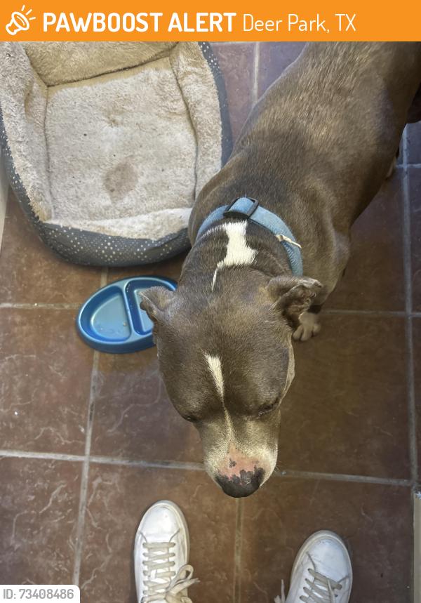 Found/Stray Male Dog last seen Green valley dr, Deer Park, TX 77536
