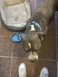 Found/Stray Male Dog last seen Green valley dr, Deer Park, TX 77536