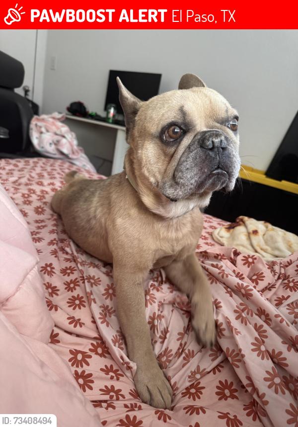 Lost Male Dog last seen Ridge St, El Paso, TX 79932