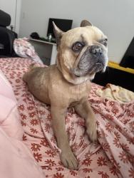 Lost Male Dog last seen Ridge St, El Paso, TX 79932