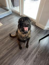 Reunited Male Dog last seen Power and baseline, Mesa, AZ 85009