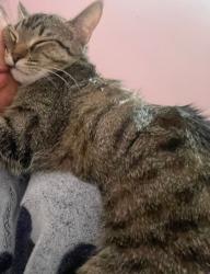 Lost Female Cat last seen 34st church, Edmonton, AB T6T 1V4