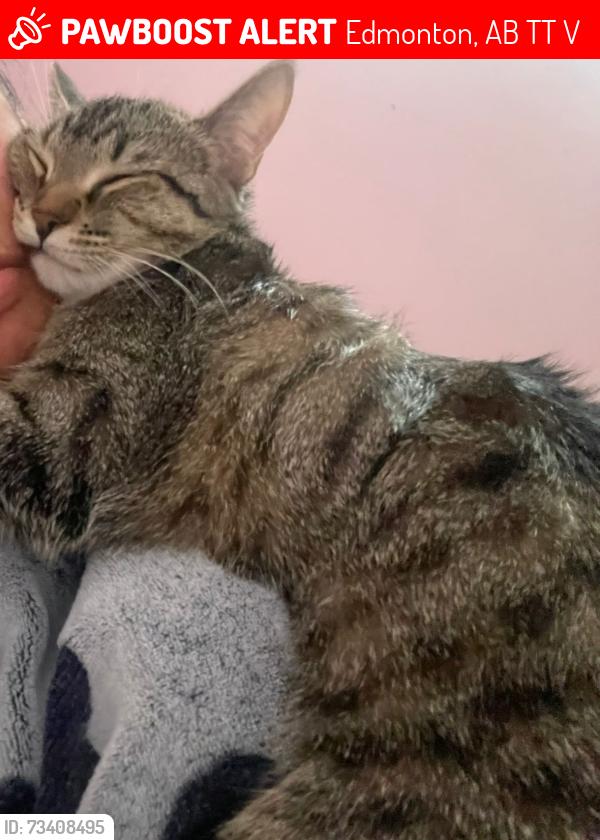 Lost Female Cat last seen 34st church, Edmonton, AB T6T 1V4