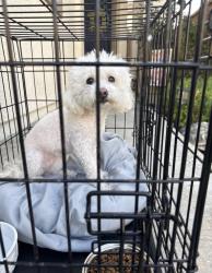 Found/Stray Female Dog last seen Fairfield Ranch Rd CHINO HILLS, Chino Hills, CA 91708