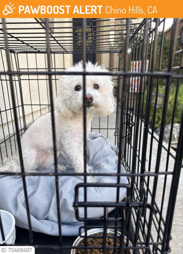 Found/Stray Female Dog last seen Fairfield Ranch Rd CHINO HILLS, Chino Hills, CA 91708