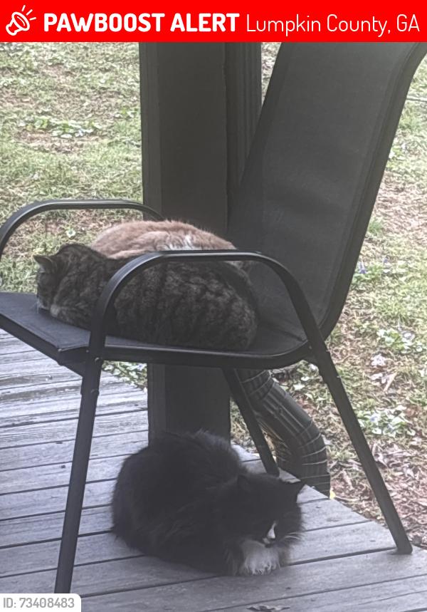 Lost Male Cat last seen Brandy Mountain Road, Lumpkin County, GA 30533
