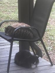 Lost Male Cat last seen Brandy Mountain Road, Lumpkin County, GA 30533