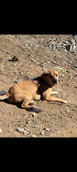 Lost Male Dog last seen Circle-K on Shadow ridge between Melrose and Sycamore, Vista, CA 92083