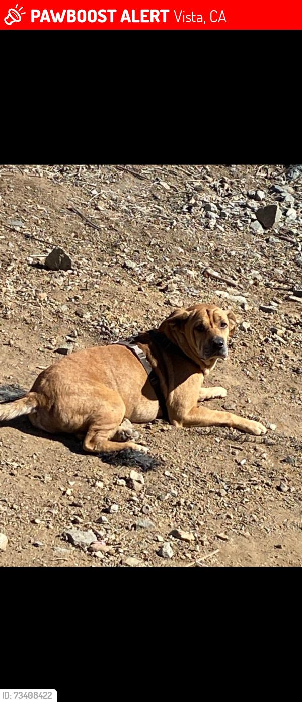 Lost Male Dog last seen Circle-K on Shadow ridge between Melrose and Sycamore, Vista, CA 92083
