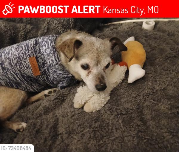 Lost Female Dog last seen Indiana and 24th, Kansas City, MO 64127