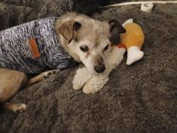 Lost Female Dog last seen Indiana and 24th, Kansas City, MO 64127