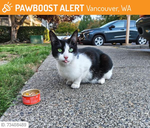 Found/Stray Female Cat last seen NE Parkway Dr. and Thurston Way, Vancouver, WA 98662