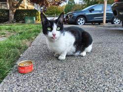 Found/Stray Female Cat last seen NE Parkway Dr. and Thurston Way, Vancouver, WA 98662