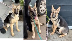 Found/Stray Female Dog last seen The Pizza Show, Hawthorne, CA 90250