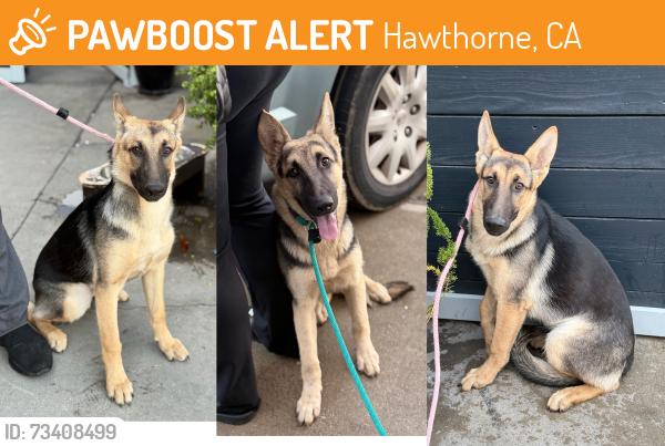 Found/Stray Female Dog last seen The Pizza Show, Hawthorne, CA 90250