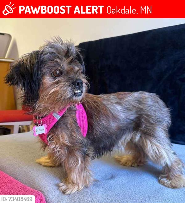 Lost Female Dog last seen walgreens oakdale, Oakdale, MN 55128