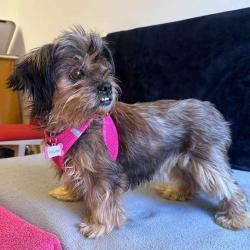 Lost Female Dog last seen walgreens oakdale, Oakdale, MN 55128