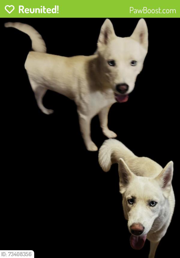 Reunited Female Dog last seen 60th & Narragansett, Chicago, IL 60638