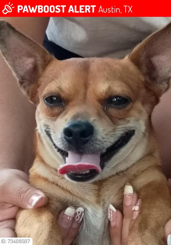 Lost Male Dog last seen North Lamar, Austin, TX 78753