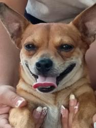 Lost Male Dog last seen North Lamar, Austin, TX 78753