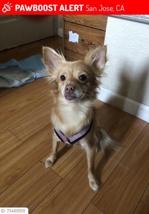 Lost Female Dog last seen Planet fitness gym on capitol, San Jose, CA 95121