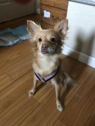 Lost Female Dog last seen Planet fitness gym on capitol, San Jose, CA 95121