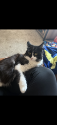 Reunited Male Cat last seen Eagle pointe apmts, Knoxville, TN 37931