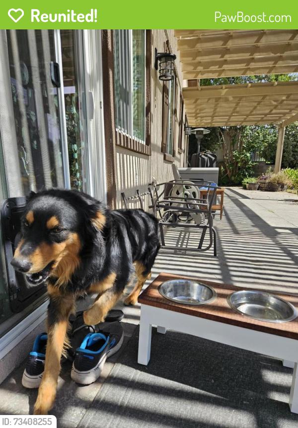 Reunited Male Dog last seen Oak Glen rd., Yucaipa, CA 92399