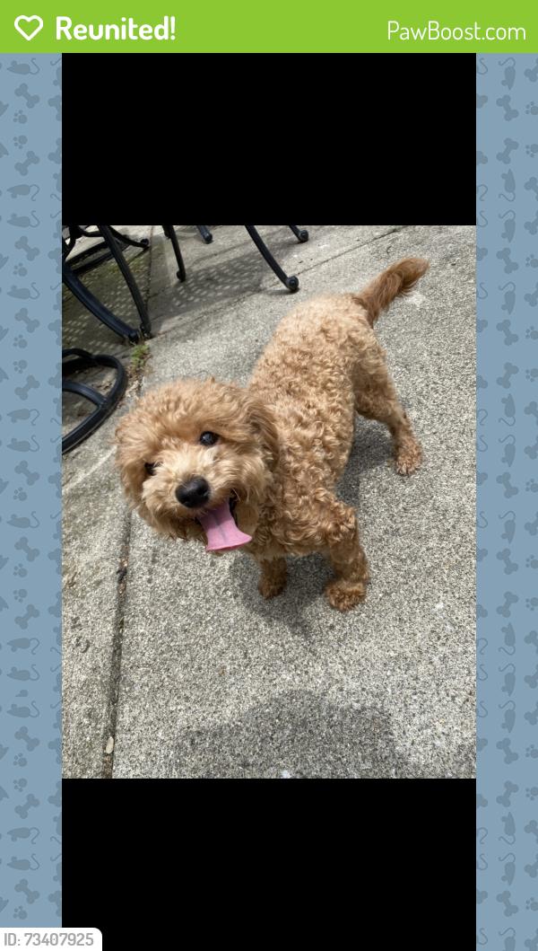 Reunited Female Dog last seen Sonnington Drive and Starford Drive, Dublin, OH 43016