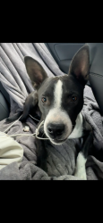 Found/Stray Male Dog last seen neighborhood by mather airstrip, Mather, CA 95655