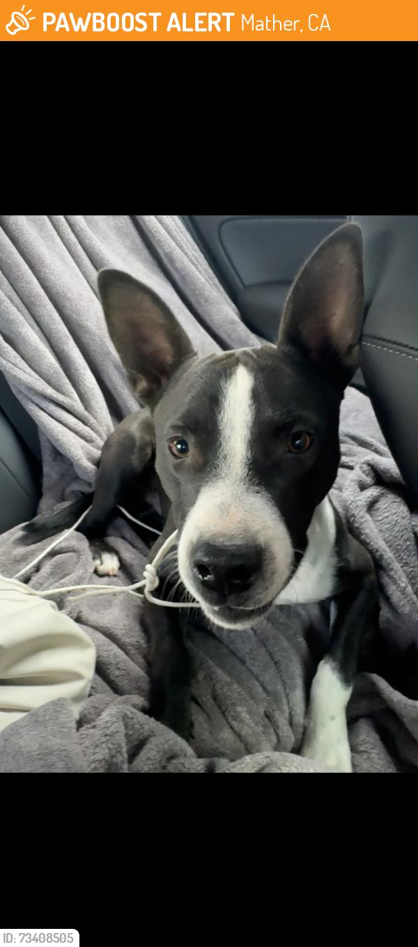 Found/Stray Male Dog last seen neighborhood by mather airstrip, Mather, CA 95655