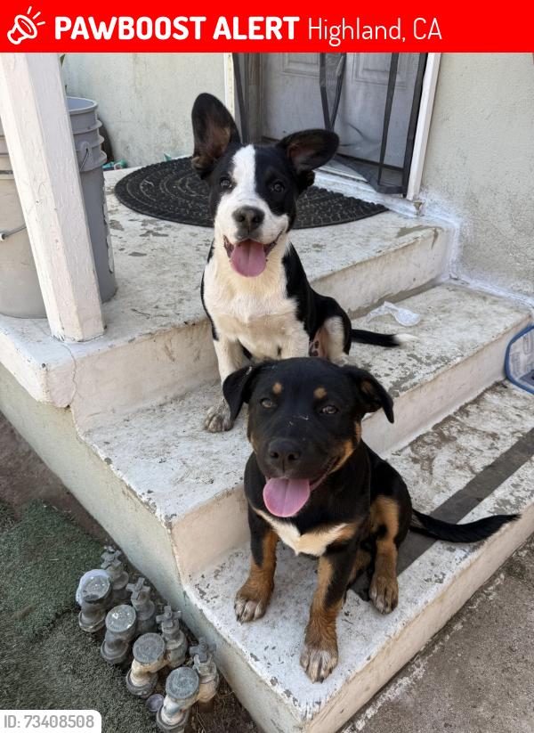 Lost Male Dog last seen Baseline y olive tree ln, Highland, CA 92346