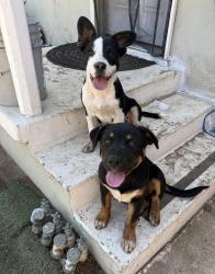 Lost Male Dog last seen Baseline y olive tree ln, Highland, CA 92346