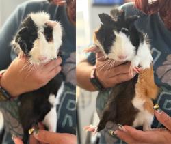 Found/Stray Unknown Other last seen Near Rockefeller Lane, Redondo Beach, CA 90278