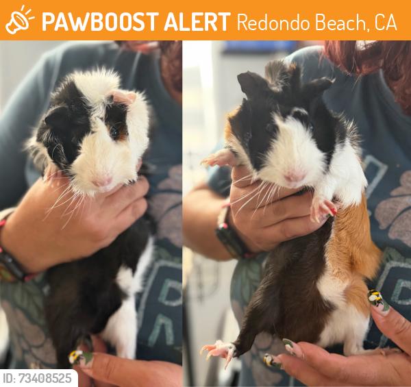 Found/Stray Unknown Other last seen Near Rockefeller Lane, Redondo Beach, CA 90278