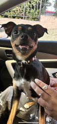Lost Female Dog last seen Loma Vista and Kansas, Oakland, CA 94619