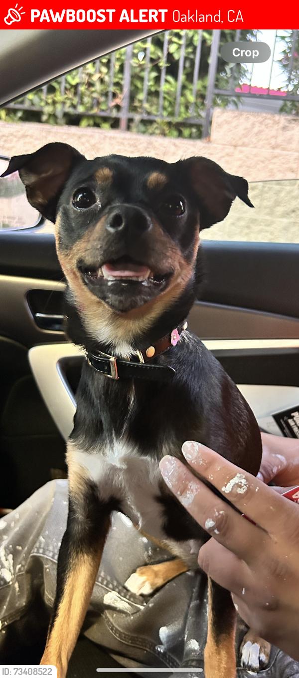 Lost Female Dog last seen Loma Vista and Kansas, Oakland, CA 94619