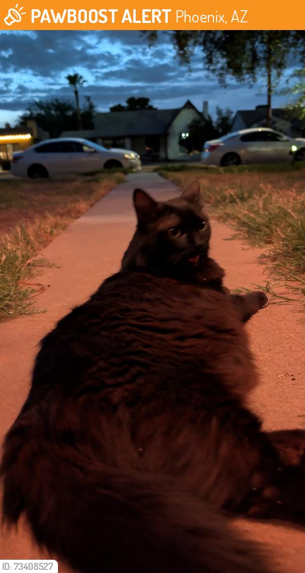 Found/Stray Unknown Cat last seen Encanto and 15th Ave, Phoenix, AZ 85007