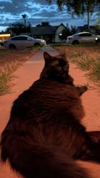 Found/Stray Unknown Cat last seen Encanto and 15th Ave, Phoenix, AZ 85007