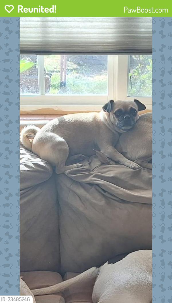 Reunited Female Dog last seen Ellsworth and university, Mesa, AZ 85207
