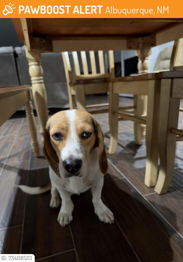 Found/Stray Male Dog last seen Smiths store, Albuquerque, NM 87105