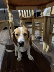 Found/Stray Male Dog last seen Smiths store, Albuquerque, NM 87105