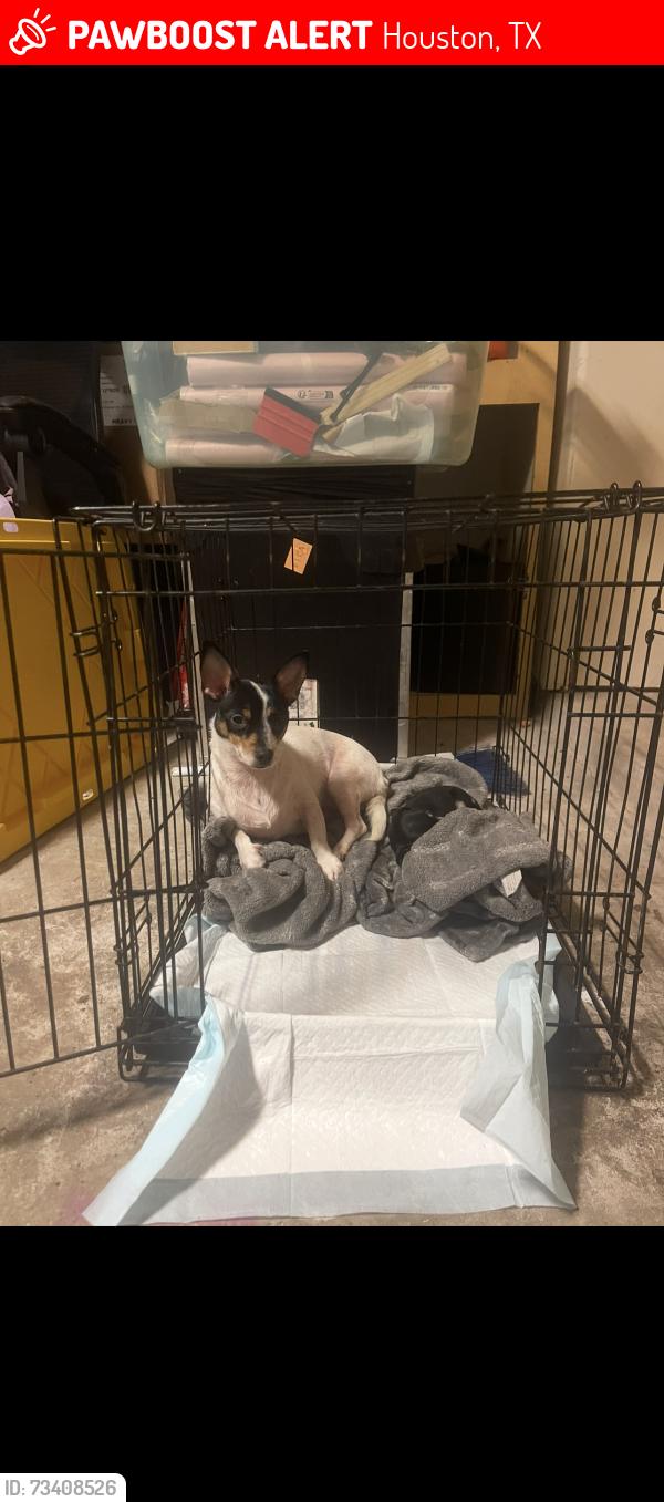 Lost Female Dog last seen Fuqua, Houston, TX 77034