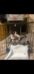 Lost Female Dog last seen Fuqua, Houston, TX 77034