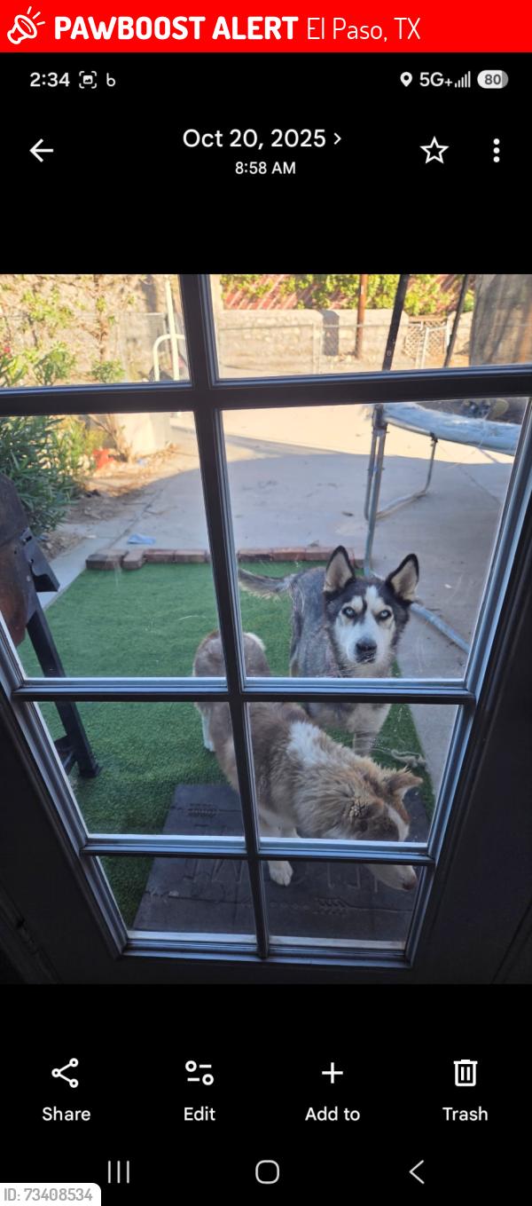 Lost Male Dog last seen Walmart Dyer, El Paso, TX 79904