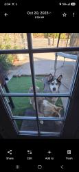 Lost Male Dog last seen Walmart Dyer, El Paso, TX 79904