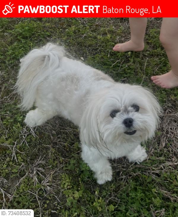 Lost Male Dog last seen LongFarm neighborhood, Baton Rouge, LA 70817